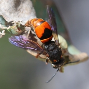 Eumeninae (subfamily) at Red Hill Nature Reserve - 23 Dec 2023 12:17 PM