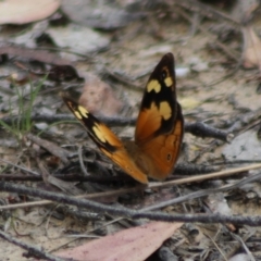 Heteronympha merope (Common Brown Butterfly) at Captains Flat, NSW - 23 Dec 2023 by Csteele4