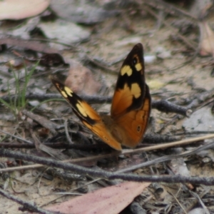 Heteronympha merope at QPRC LGA - 23 Dec 2023