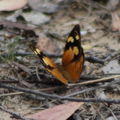 Heteronympha merope (Common Brown Butterfly) at Captains Flat, NSW - 23 Dec 2023 by Csteele4