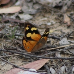 Heteronympha merope at QPRC LGA - 23 Dec 2023