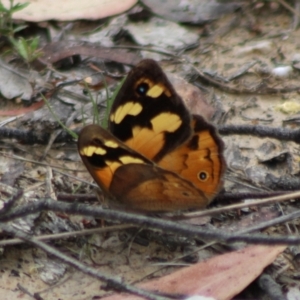 Heteronympha merope at QPRC LGA - 23 Dec 2023