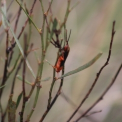 Ichneumonoidea (Superfamily) (A species of parasitic wasp) at Captains Flat, NSW - 23 Dec 2023 by Csteele4