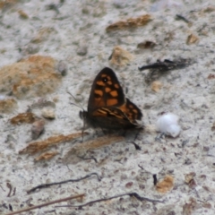 Geitoneura klugii (Marbled Xenica) at Captains Flat, NSW - 23 Dec 2023 by Csteele4