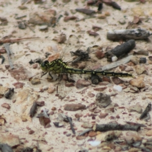 Austrogomphus guerini at QPRC LGA - 23 Dec 2023