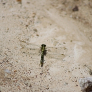 Austrogomphus guerini at QPRC LGA - 23 Dec 2023