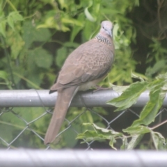 Spilopelia chinensis (Spotted Dove) at QPRC LGA - 23 Dec 2023 by Csteele4