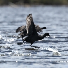 Fulica atra (Eurasian Coot) at Yarrow, NSW - 22 Dec 2023 by jb2602