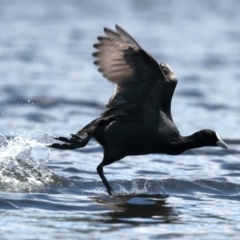 Fulica atra at Googong Reservoir - 22 Dec 2023