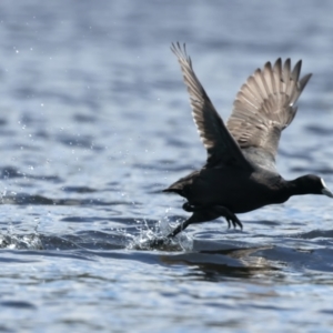 Fulica atra at Googong Reservoir - 22 Dec 2023 12:43 PM