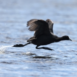 Fulica atra at Googong Reservoir - 22 Dec 2023 12:43 PM