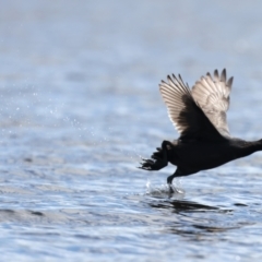 Fulica atra at Googong Reservoir - 22 Dec 2023