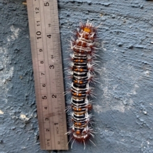 Chelepteryx collesi at Red Hill, ACT - suppressed