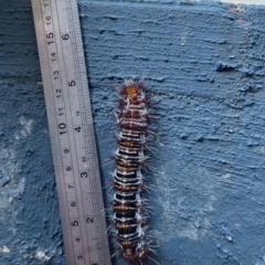 Chelepteryx collesi at Red Hill, ACT - suppressed