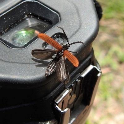 Porrostoma rhipidium (Long-nosed Lycid (Net-winged) beetle) at Mittagong, NSW - 22 Dec 2023 by GlossyGal