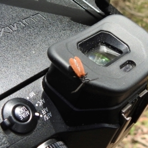 Porrostoma rhipidium at Wingecarribee Local Government Area - 22 Dec 2023