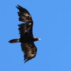 Aquila audax (Wedge-tailed Eagle) at Wodonga - 22 Dec 2023 by KylieWaldon