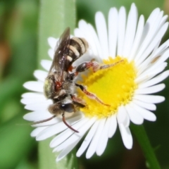 Unidentified Bee (Hymenoptera, Apiformes) at Wodonga - 22 Dec 2023 by KylieWaldon