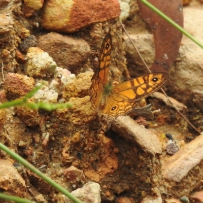 Geitoneura acantha (Ringed Xenica) at Mittagong, NSW - 22 Dec 2023 by GlossyGal