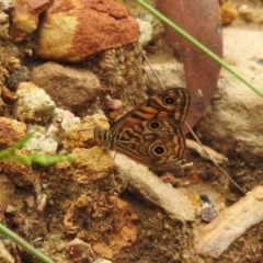 Geitoneura acantha at Wingecarribee Local Government Area - 22 Dec 2023 01:34 PM