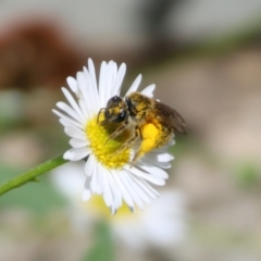 Lasioglossum (Chilalictus) sp. (genus & subgenus) at West Wodonga, VIC - 22 Dec 2023 by KylieWaldon