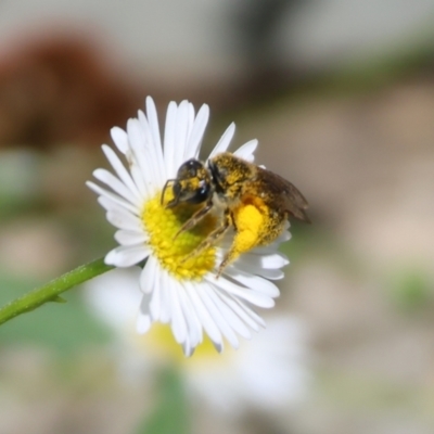 Lasioglossum (Chilalictus) sp. (genus & subgenus) at West Wodonga, VIC - 22 Dec 2023 by KylieWaldon