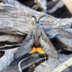 Pinara obliqua (Pinara obliqua) at QPRC LGA - 23 Dec 2023 by Csteele4