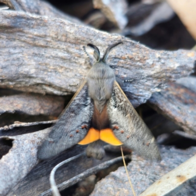 Pinara obliqua (Pinara obliqua) at QPRC LGA - 23 Dec 2023 by Csteele4