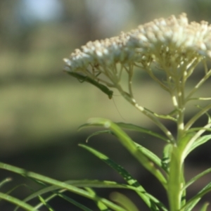 Orthodera ministralis at Oakey Hill NR (OHR) - 23 Dec 2023 09:00 AM