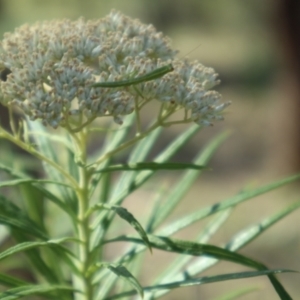 Orthodera ministralis at Oakey Hill NR (OHR) - 23 Dec 2023