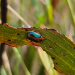 Calomela curtisi (Acacia leaf beetle) at Captains Flat, NSW - 23 Dec 2023 by Csteele4