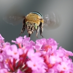 Amegilla sp. (genus) (Blue Banded Bee) at Wodonga - 23 Dec 2023 by KylieWaldon