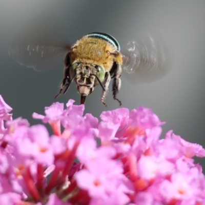 Unidentified Bee (Hymenoptera, Apiformes) at Wodonga - 22 Dec 2023 by KylieWaldon