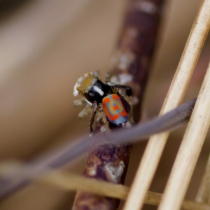 Maratus pavonis at Woodstock Nature Reserve - 28 Oct 2023