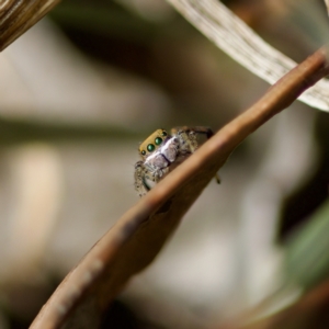 Maratus pavonis at Woodstock Nature Reserve - 28 Oct 2023