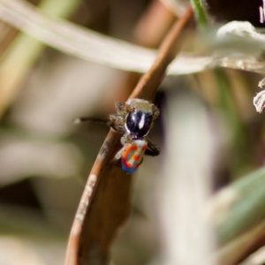 Maratus pavonis at Woodstock Nature Reserve - 28 Oct 2023