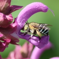 Unidentified Bee (Hymenoptera, Apiformes) at Wodonga - 22 Dec 2023 by KylieWaldon