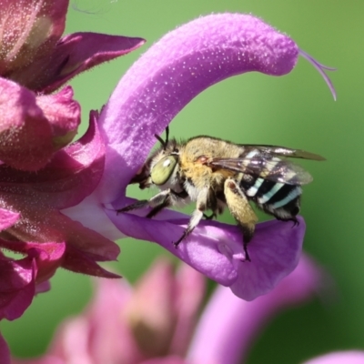 Amegilla sp. (genus) (Blue Banded Bee) at Wodonga - 23 Dec 2023 by KylieWaldon