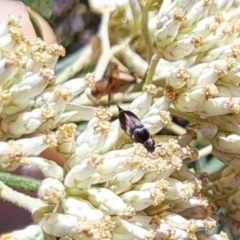 Mordella limbata (A pintail beetle) at Lyons, ACT - 21 Dec 2023 by CraigW