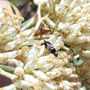 Mordella limbata at Oakey Hill NR (OHR) - 22 Dec 2023