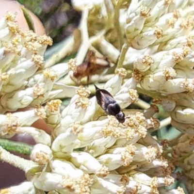 Mordella limbata (A pintail beetle) at Lyons, ACT - 21 Dec 2023 by CraigW