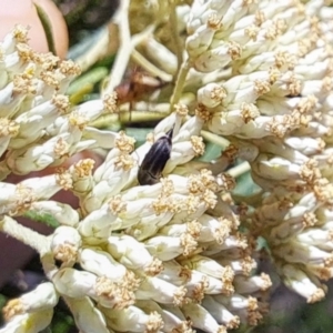 Mordella limbata at Oakey Hill NR (OHR) - 22 Dec 2023