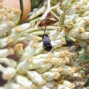 Mordella limbata at Oakey Hill NR (OHR) - 22 Dec 2023