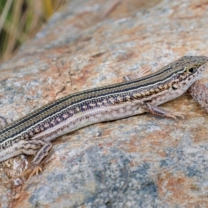 Ctenotus robustus at Sth Tablelands Ecosystem Park - 22 Dec 2023 04:01 PM