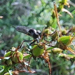 Cerdistus sp. (genus) (Slender Robber Fly) at Oakey Hill - 21 Dec 2023 by CraigW