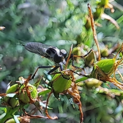 Asilidae (family) (Unidentified Robber fly) at Oakey Hill NR (OHR) - 21 Dec 2023 by CraigW