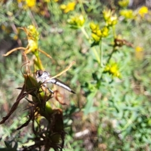 Asilidae (family) at Oakey Hill NR (OHR) - 22 Dec 2023