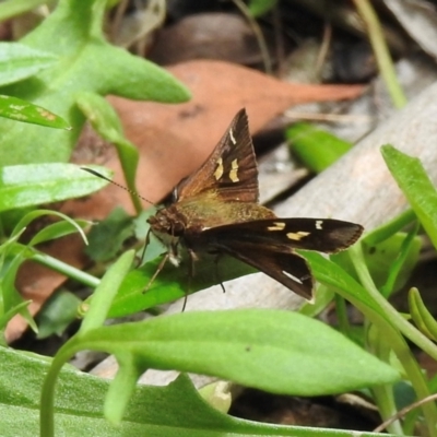 Unidentified Skipper (Hesperiidae) at Wingecarribee Local Government Area - 22 Dec 2023 by GlossyGal