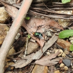 Amenia sp. (genus) (Yellow-headed Blowfly) at Mittagong, NSW - 22 Dec 2023 by GlossyGal