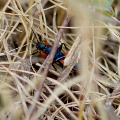 Ectomocoris sp. (genus) (A ground assassin bug) at Strathnairn, ACT - 28 Oct 2023 by KorinneM